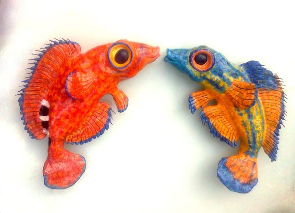 Monica Fergus - Female & Male Cuckoo Wrasse